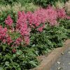 Rheinland Astilbe 8" - Image 2